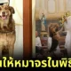 ไอเดียแจ่ม! นักบวชชาวบราซิลพาสุนัขจรจัดมาร่วมพิธีมิสซาทุกครั้ง เพื่อหาบ้านที่อบอุ่นให้กับน้อง