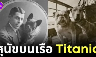 Dogs on Titanic