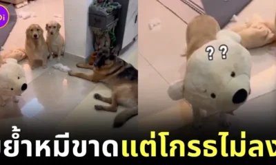 ไวรัล! หนุ่มตื่นกลางดึกเพราะแก๊งสุนัขกัดตุ๊กตาหมีเสียงดัง แต่พอเห็นภาพตรงหน้าถึงกับขำลั่นจนโกรธไม่ลง!