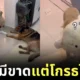ไวรัล! หนุ่มตื่นกลางดึกเพราะแก๊งสุนัขกัดตุ๊กตาหมีเสียงดัง แต่พอเห็นภาพตรงหน้าถึงกับขำลั่นจนโกรธไม่ลง!