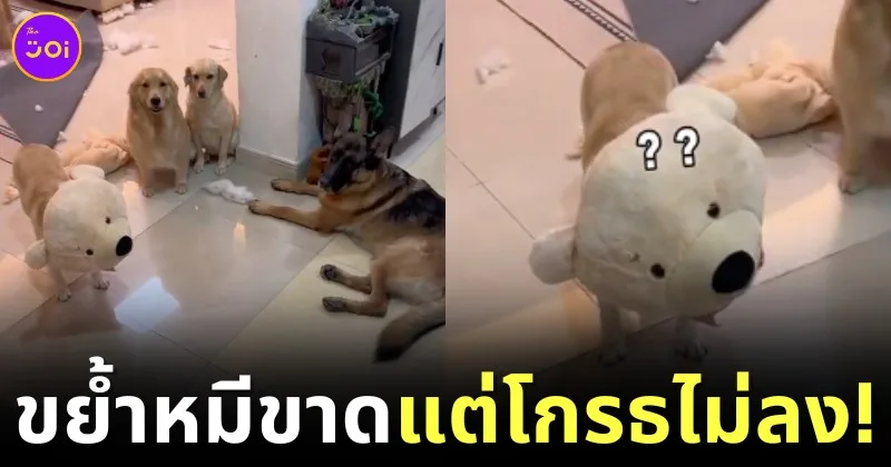 ไวรัล! หนุ่มตื่นกลางดึกเพราะแก๊งสุนัขกัดตุ๊กตาหมีเสียงดัง แต่พอเห็นภาพตรงหน้าถึงกับขำลั่นจนโกรธไม่ลง!