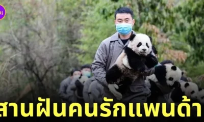 วิทยาลัยแพนด้า จีน