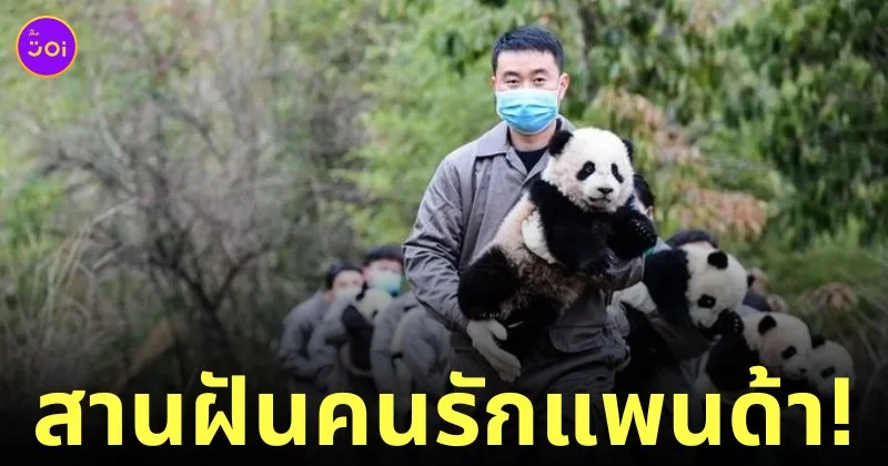 วิทยาลัยแพนด้า จีน