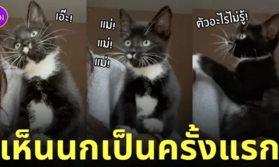 รีแอคชั่น แมวเห็นนกเป็นครั้งแรก