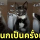 รีแอคชั่น แมวเห็นนกเป็นครั้งแรก
