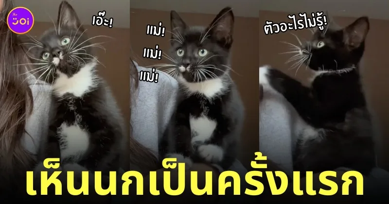 รีแอคชั่น แมวเห็นนกเป็นครั้งแรก
