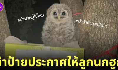 ป้ายประกาศ ลูกนกฮูก บินไม่ได้
