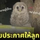 ป้ายประกาศ ลูกนกฮูก บินไม่ได้