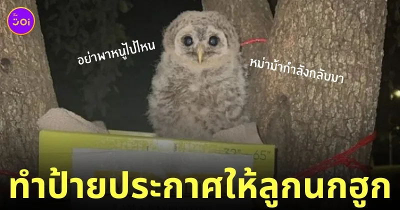 ป้ายประกาศ ลูกนกฮูก บินไม่ได้