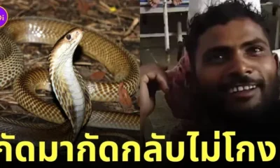 คนอินเดีย โดนงูกัด กัดงูกลับ รอดตาย