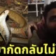 คนอินเดีย โดนงูกัด กัดงูกลับ รอดตาย