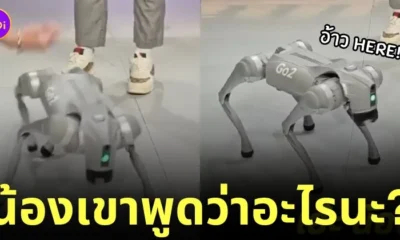 น้องโอเลี้ยง หุ่นยนต์หมา พูดได้ i'm here