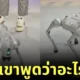 น้องโอเลี้ยง หุ่นยนต์หมา พูดได้ i'm here