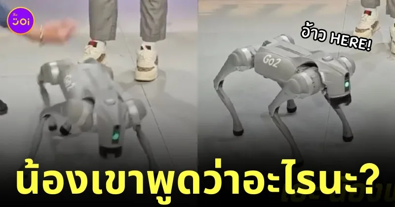 น้องโอเลี้ยง หุ่นยนต์หมา พูดได้ i'm here
