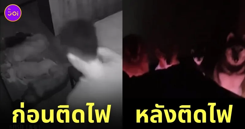 ชายชาวจีน เดินสะดุดหมา ล้ม ติดไฟใต้เตียง
