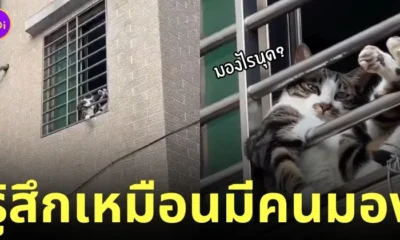 แมวนั่งไขว่ห้างริมหน้าต่าง เท่