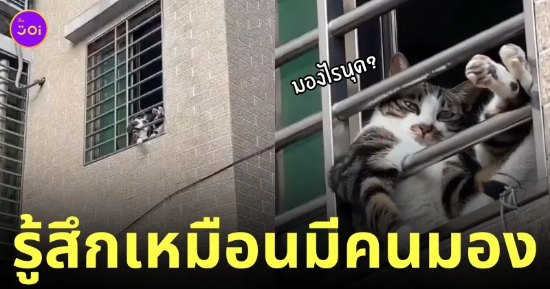แมวนั่งไขว่ห้างริมหน้าต่าง เท่