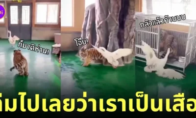 คลิปลูกเสือสู้กับห่าน