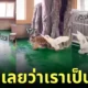 คลิปลูกเสือสู้กับห่าน