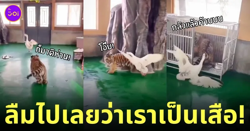 คลิปลูกเสือสู้กับห่าน