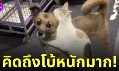 รีแอคชั่นแมว หมาหายออกจากบ้านไป 2 สัปดาห์