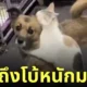 รีแอคชั่นแมว หมาหายออกจากบ้านไป 2 สัปดาห์