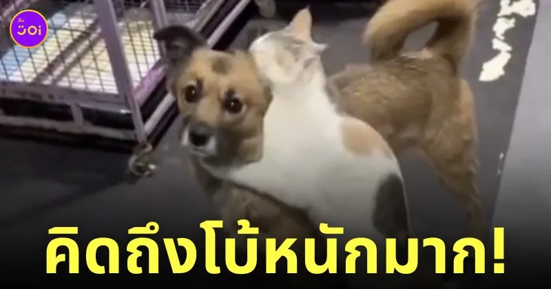 รีแอคชั่นแมว หมาหายออกจากบ้านไป 2 สัปดาห์