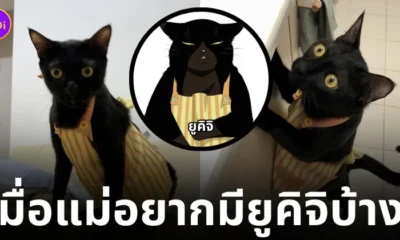 แมวคอสเพลย์เป็นยูคิจิ น่ารัก