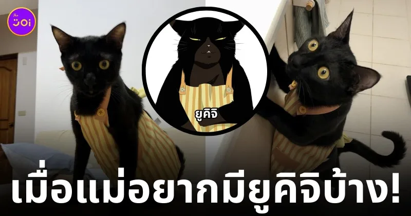 แมวคอสเพลย์เป็นยูคิจิ น่ารัก