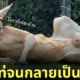 Fleem Template The Joi FBWebsite