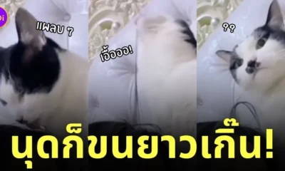 แมวเลียผมคน