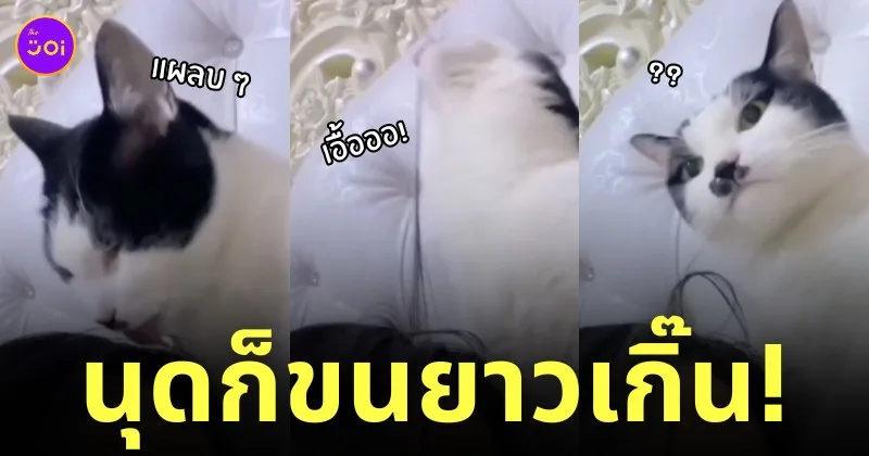 แมวเลียผมคน
