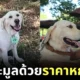 Hilma Labrador thailand