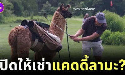 แคดดี้เจอคู่แข่ง! สนามกอล์ฟในสหรัฐฯ เปิดให้บริการ "เช่าลามะแบกถุงกอล์ฟ"
