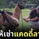 แคดดี้เจอคู่แข่ง! สนามกอล์ฟในสหรัฐฯ เปิดให้บริการ "เช่าลามะแบกถุงกอล์ฟ"