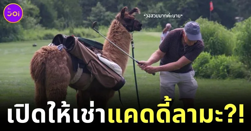 แคดดี้เจอคู่แข่ง! สนามกอล์ฟในสหรัฐฯ เปิดให้บริการ "เช่าลามะแบกถุงกอล์ฟ"