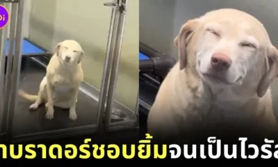 Maggie Labrador Loves to Smile