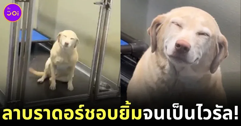 Maggie Labrador Loves to Smile