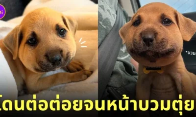 ต่อต่อยลูกหมาหน้าบวมตุ่ย