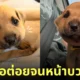 ต่อต่อยลูกหมาหน้าบวมตุ่ย