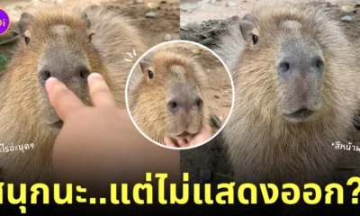 กะปิปลาร้า หมามะพร้าว คาปิบาร่า เล่นกับเจ้าหน้าที่สวนสัตว์เปิดเขาเขียว