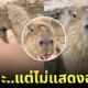 กะปิปลาร้า หมามะพร้าว คาปิบาร่า เล่นกับเจ้าหน้าที่สวนสัตว์เปิดเขาเขียว