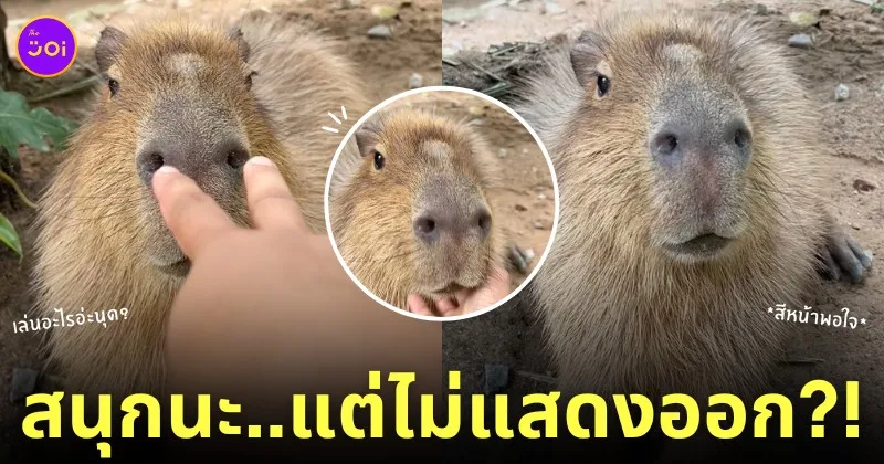 กะปิปลาร้า หมามะพร้าว คาปิบาร่า เล่นกับเจ้าหน้าที่สวนสัตว์เปิดเขาเขียว