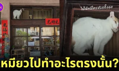 แมวเหมียวปีนหน้าต่าง หนีเมีย