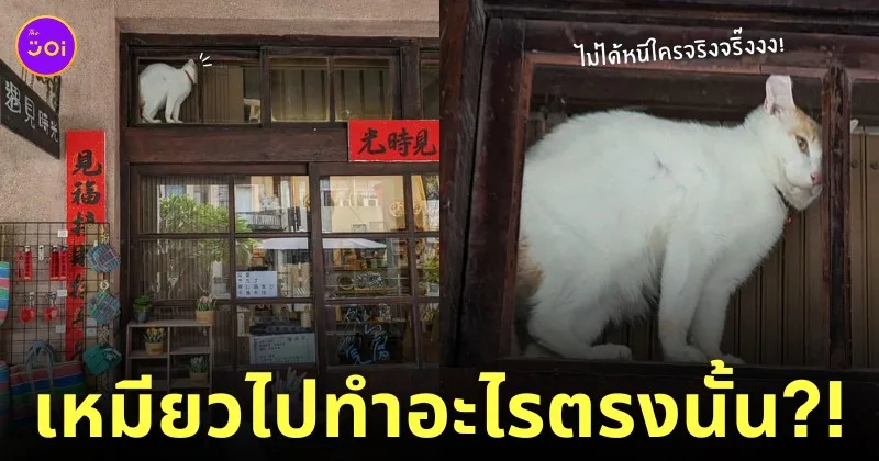แมวเหมียวปีนหน้าต่าง หนีเมีย