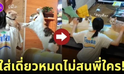 แมวเหมียวง้างหมัดตีกัน