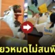 แมวเหมียวง้างหมัดตีกัน