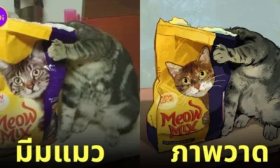 ภาพวาดมีมแมว catwheezie