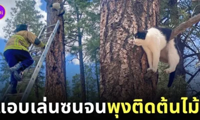 แมววัวตัวอ้วน พุงติดต้นไม้