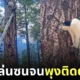 แมววัวตัวอ้วน พุงติดต้นไม้